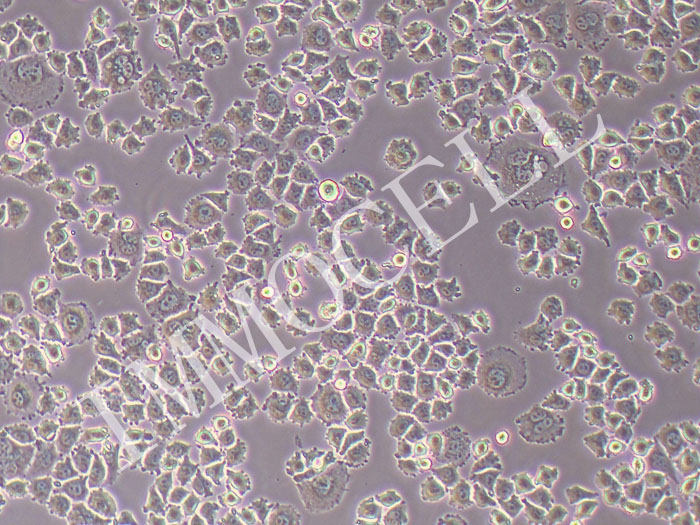 L2大鼠肺上皮细胞