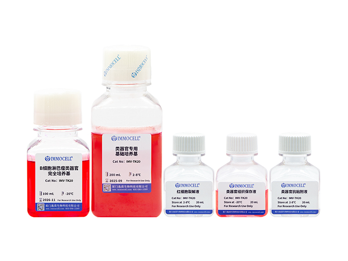 B细胞淋巴瘤类器官培养试剂盒