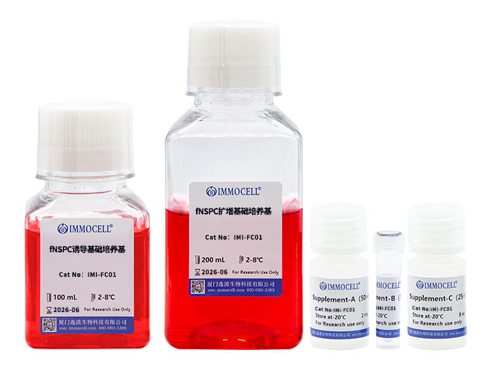 hPSC诱导分化前脑神经干祖细胞（fNSPC）试剂盒