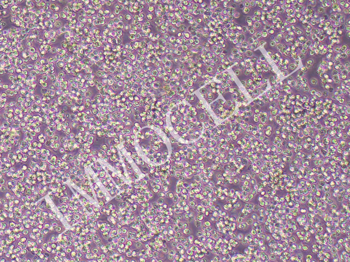 EOL-1急性髓细胞(嗜酸粒细胞)白血病细胞(STR鉴定正确)