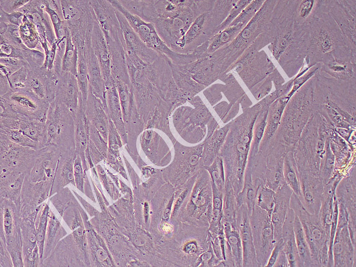 Hs68人男性正常龟头细胞(STR鉴定正确)