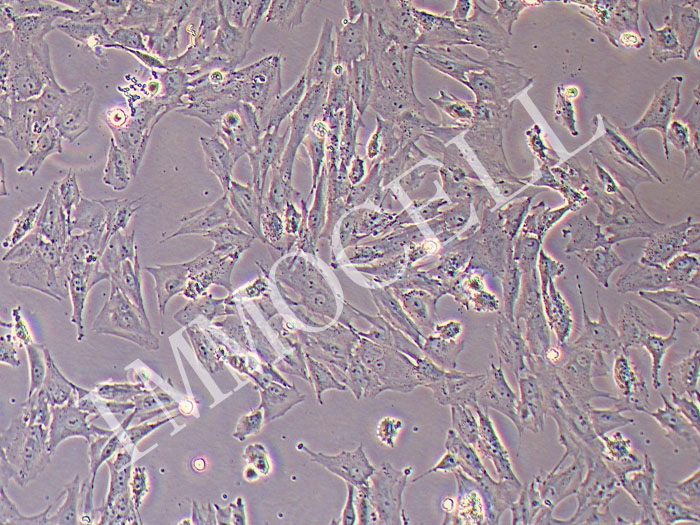 猪肝星状细胞（永生化）