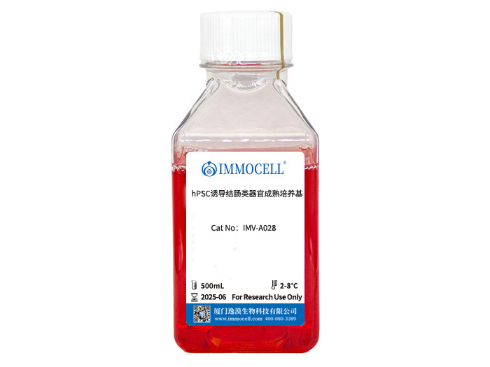 hPSC诱导结肠类器官成熟培养基