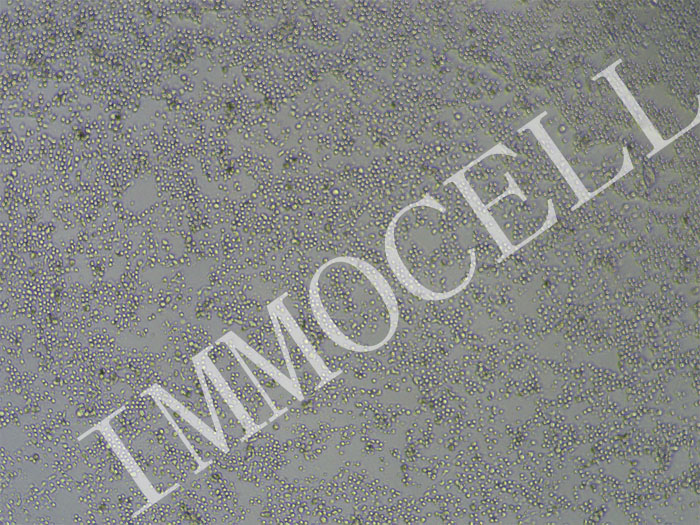 小鼠脾脏naive CD4+T细胞