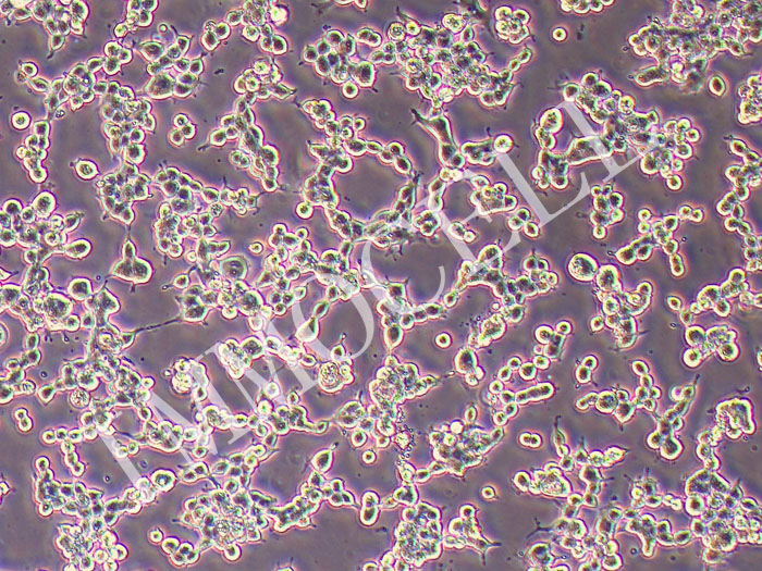 LS411N人盲肠癌细胞（STR鉴定正确）