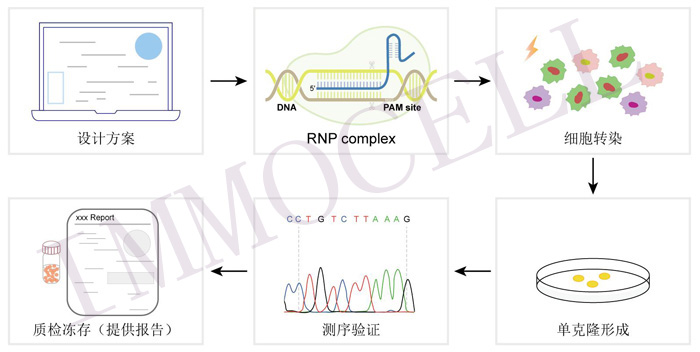 TRPV1 knockout LX-2 cell line