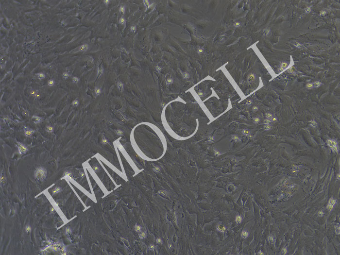 大鼠肾上腺皮质细胞