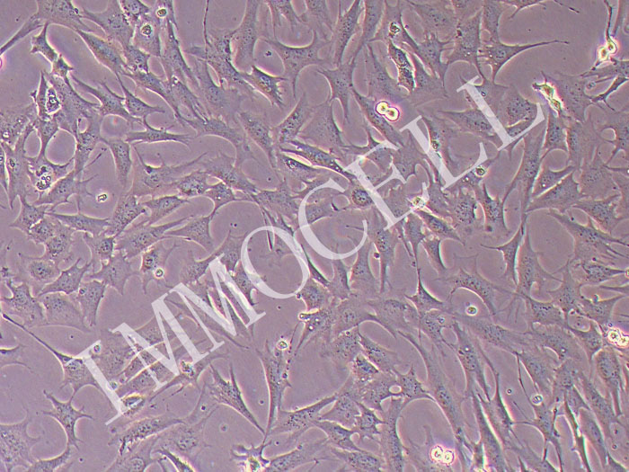 GC-2spd (ts)小鼠精母细胞(种属鉴定)