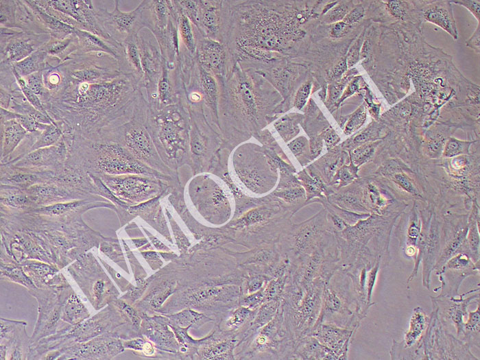 MC3T3-E1小鼠胚胎成骨细胞(STR鉴定正确)