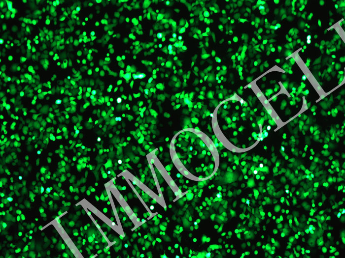 CHC-X1-mStayGold-puro人混合型肝癌细胞