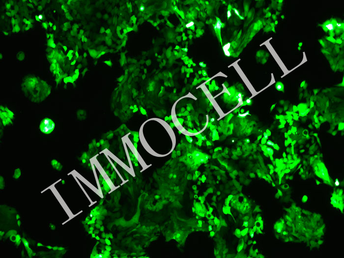 DPC-X1-mStayGold-puro人混合型壶腹癌细胞