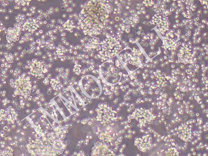 人外周血白血病 T 细胞 jurkat clone E6-1 CD4+分选