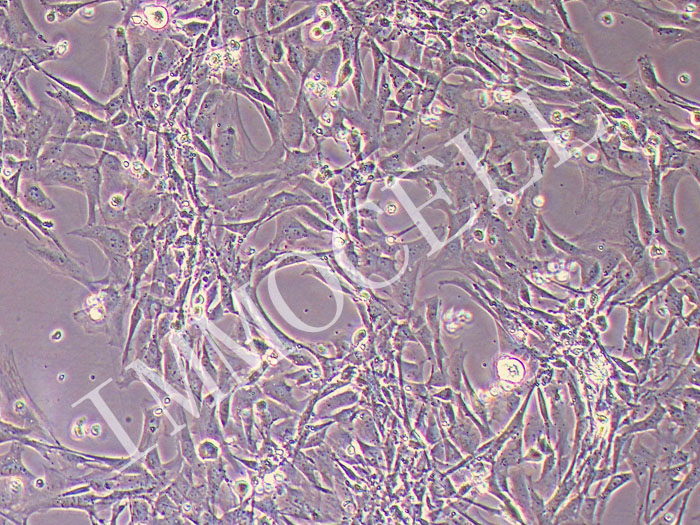 大鼠软骨细胞永生化