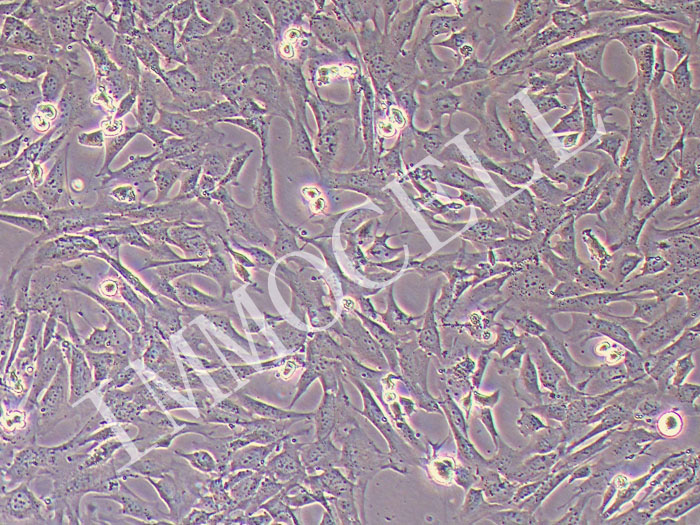 小鼠子宫内膜上皮细胞永生化