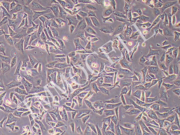 B16F10-OVA-FLUC-puro 小鼠黑色素瘤细胞(OVA/Fluc双标)(STR鉴定正确)
