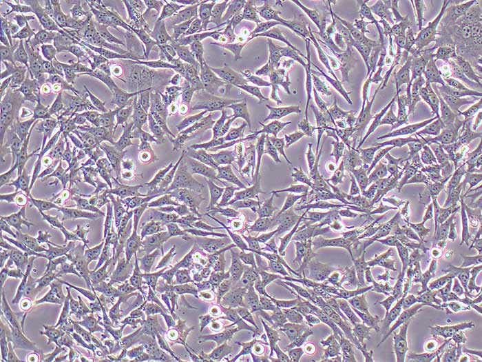 HT22细胞细胞图片