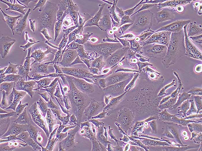 pan02细胞细胞图片