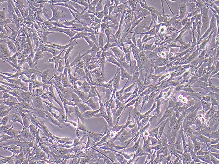 HL-1细胞细胞图片