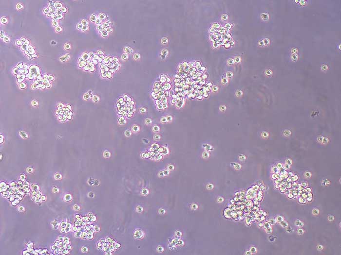GH3细胞图片
