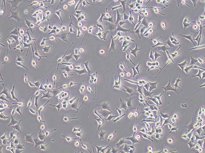 RIN-M5F细胞图片