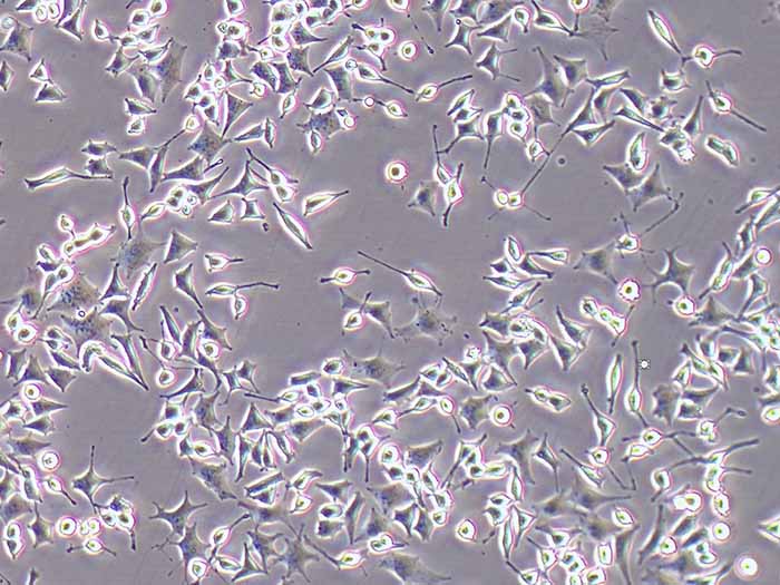 RIN-M5F细胞图片