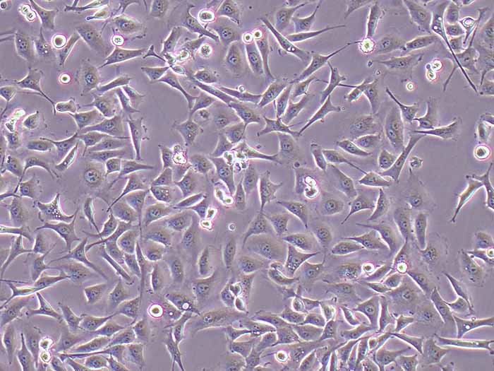 HK2细胞细胞图片
