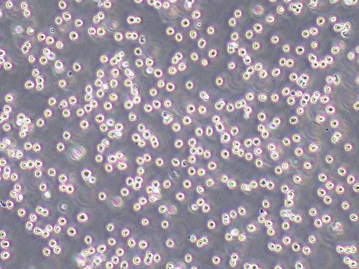HL-60细胞细胞图片