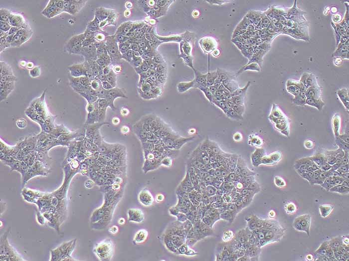 NCI-H322细胞细胞图片