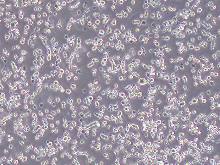 MM.1S细胞细胞图片
