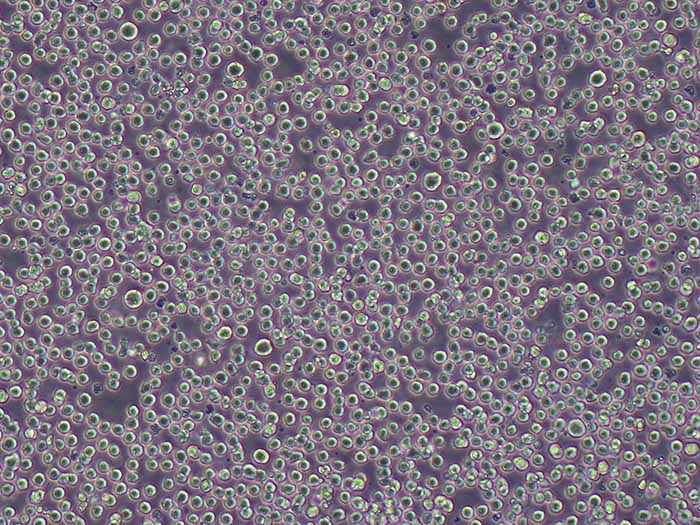 THP-1细胞图片