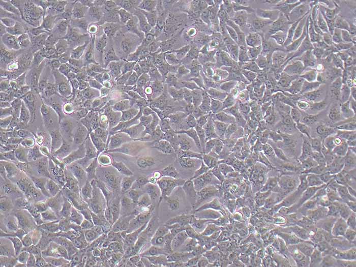 NCI-H2009细胞细胞图片