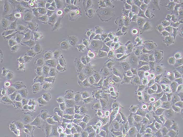 5-8F细胞图片
