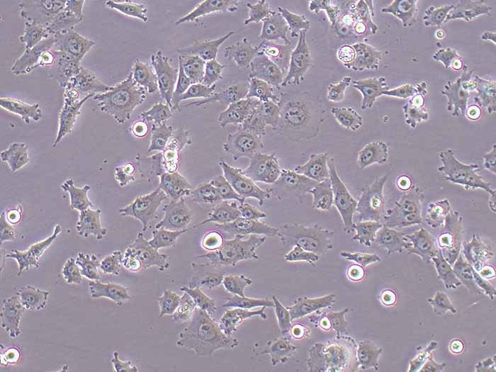 MV3细胞细胞图片