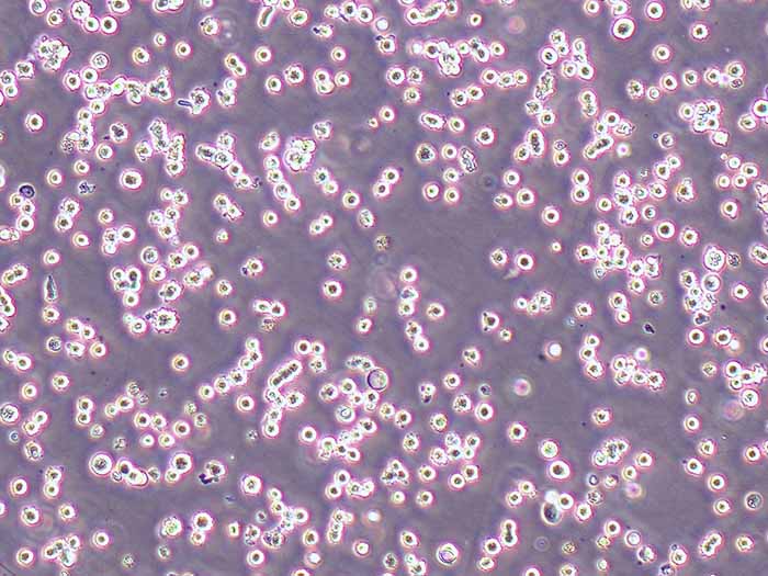NCI-H716细胞细胞图片