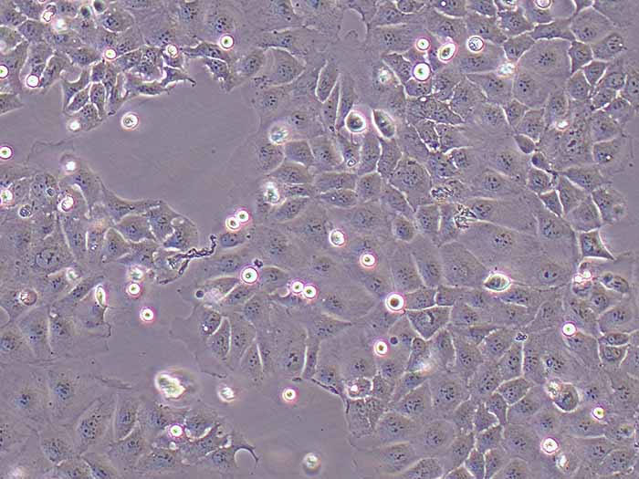 Caco-2细胞图片