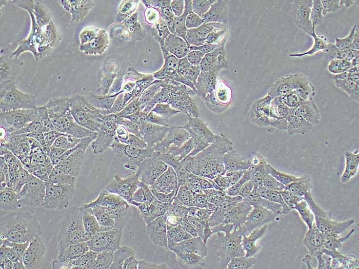 HT-1376细胞细胞图片