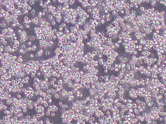 MAC-1细胞细胞图片