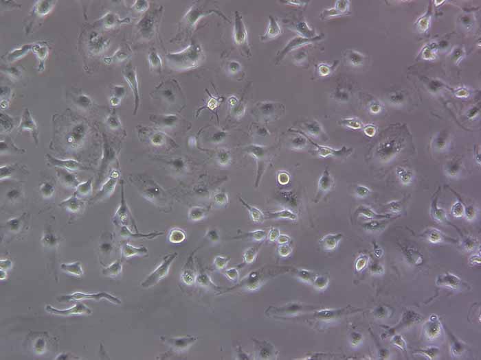 Caki-1细胞图片