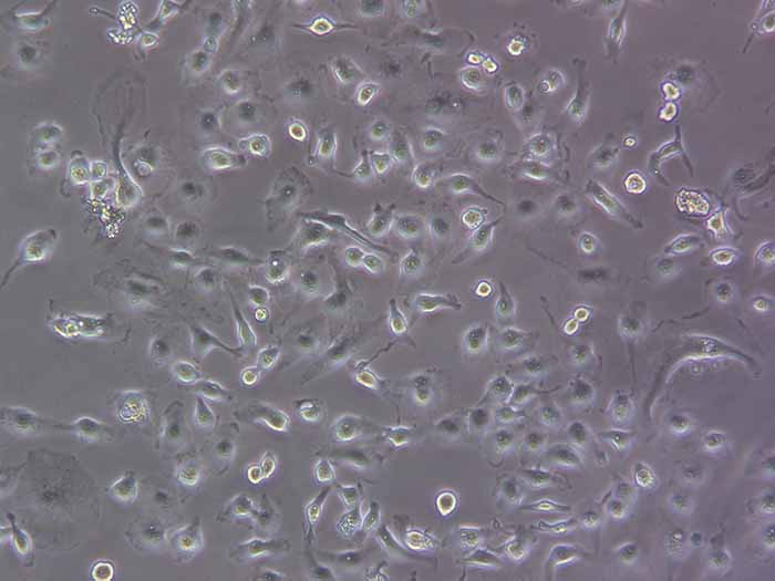 Caki-1细胞细胞图片