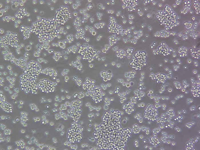 jurkat细胞细胞图片