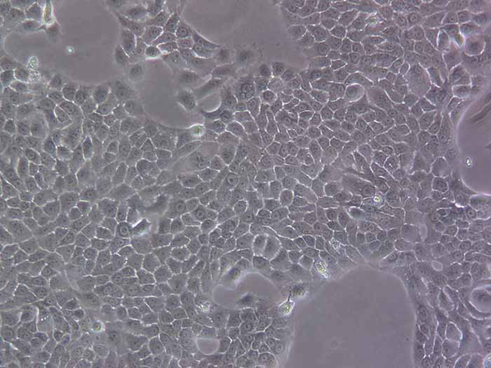 Bxpc-3细胞细胞图片