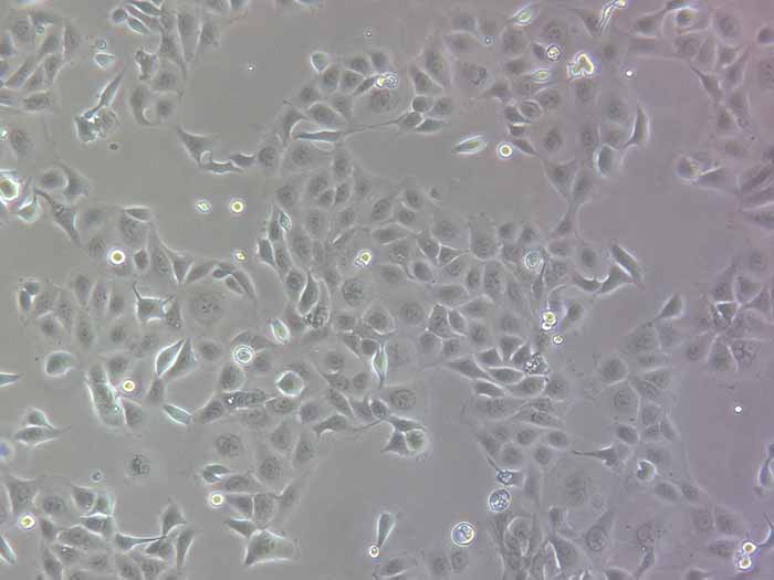 HPDE6-C7细胞细胞图片