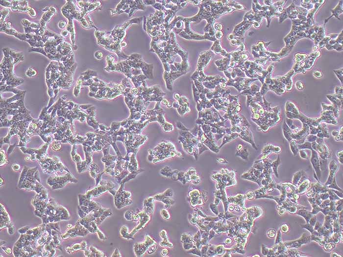 RL95-2细胞细胞图片