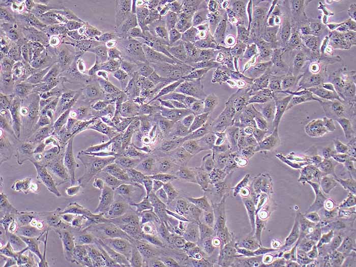 MET-5A人膜间皮细胞细胞图片