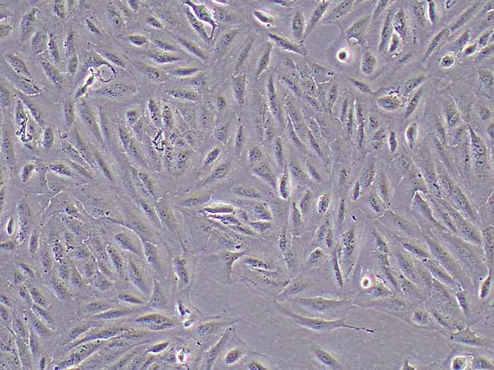 ARPE-19细胞细胞图片