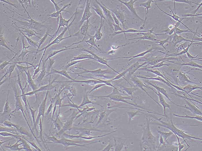 人胰腺细胞细胞图片