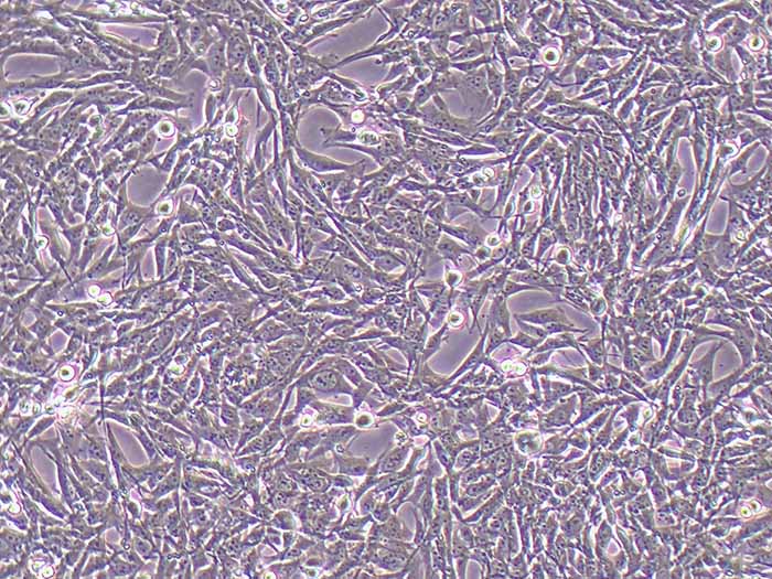 大鼠视网膜muller细胞图片