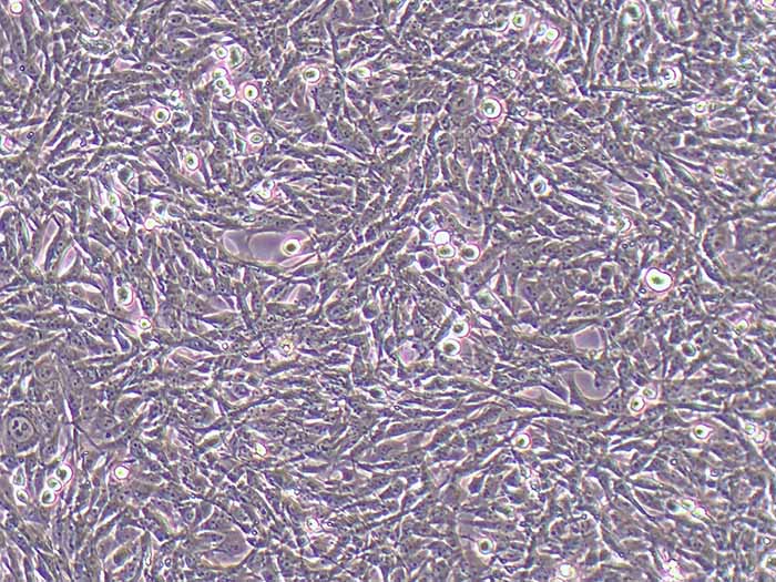 rmc-1细胞图片