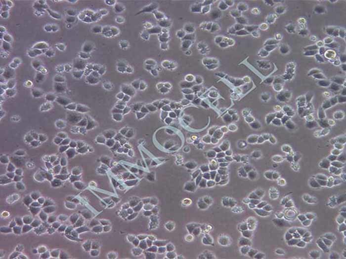 C33A细胞图片