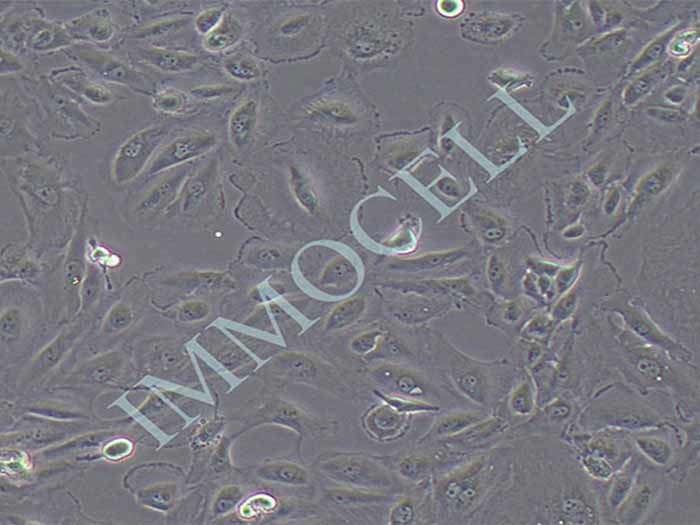 OS-RC-2细胞细胞图片
